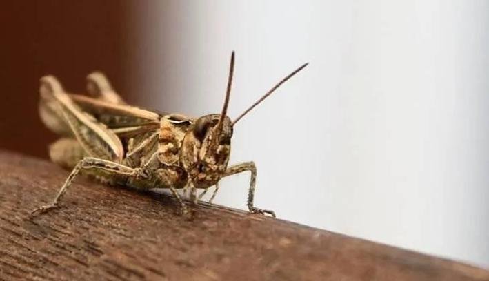 ÇEKİRGE ZARARLI MI? Çekirgeler insanı ısırır mı, zarar verir mi? Çekirge salgını son durum