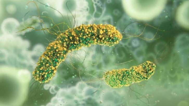 Listeria bakterisi nedir, nereden ve nasıl bulaşır? Beyaz Peynir’de çıkması ile gündeme gelmişti?